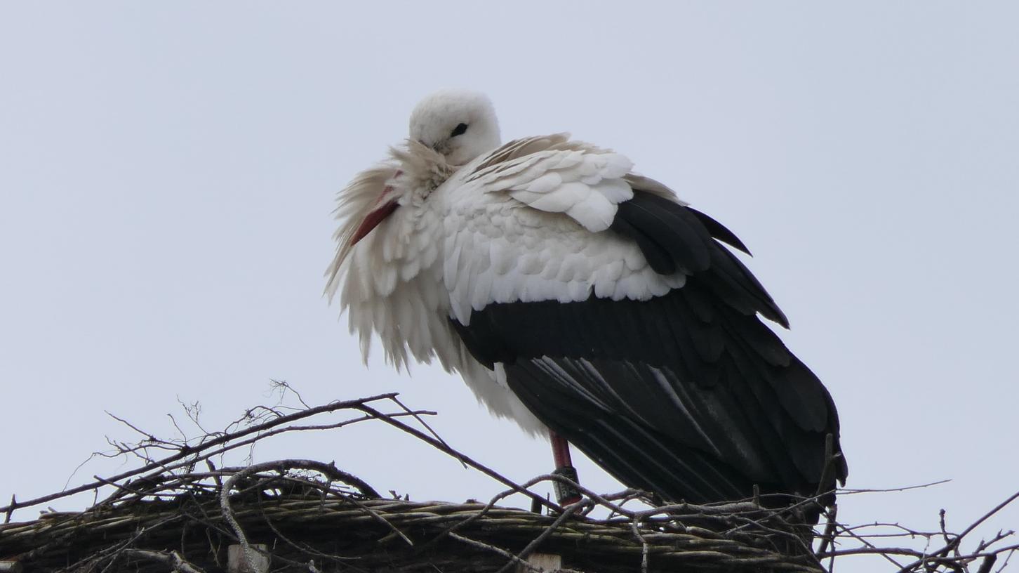 Wieder da: der Pegnitzer Storch. Wieder da: der Pegnitzer Storch.