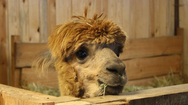 Voran geht es nur langsam und entspannt, immer wieder stehen kleine Futterpausen an, wenn das Gras am Wegesrand besonders grün leuchtet. Wenn sie die Finger im wolligen Fell der Alpakas vergraben und die ebenso sturen wie gemütlichen Tiere mit kreativen Lockworten zum Weitergehen animieren, können auch große Kinder für ein bis zwei Stunden vom Berufsstress abschalten. Ob in Hilpoltstein, Rednitzhembach oder Spalt: In der Region gibt es gleich mehrere Anbieter von Alpaka-Wanderungen. Für weniger mobile Menschen gibt es teils auch Hofbesuche, für die besonders gestressten sogar Yoga oder Meditation mit Alpaka.