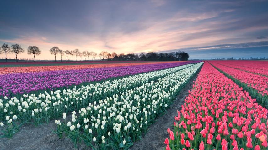 Tulpen in Reih und Glied in Flevoland. Die Reisereportage zu dieser Bildergalerie lesen Sie auf unserem Premiumportal nn.de.