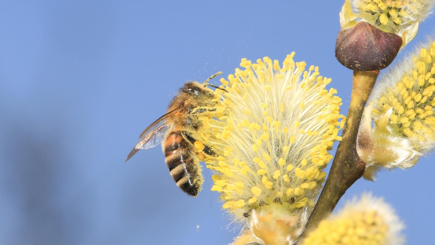 Der Bund Naturschutz ruft dazu auf, Weidenkätzchen zu schonen, denn sie sind eine wichtige Nahrungsquelle für Insekten. Diese Honigbiene holt sich den Nektar einer Salweide.