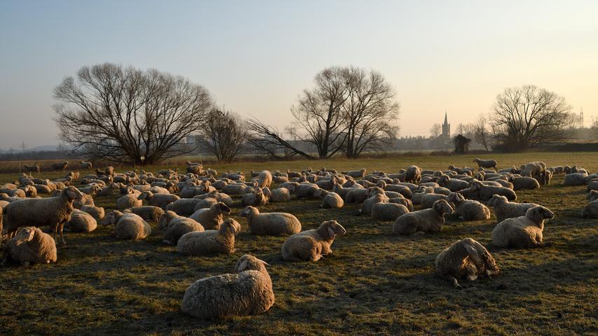 Eine Schafherde genießt bei idyllischer Stimmung die Strahlen der aufgehenden Sonne.  Mehr Leserfotos finden Sie hier.