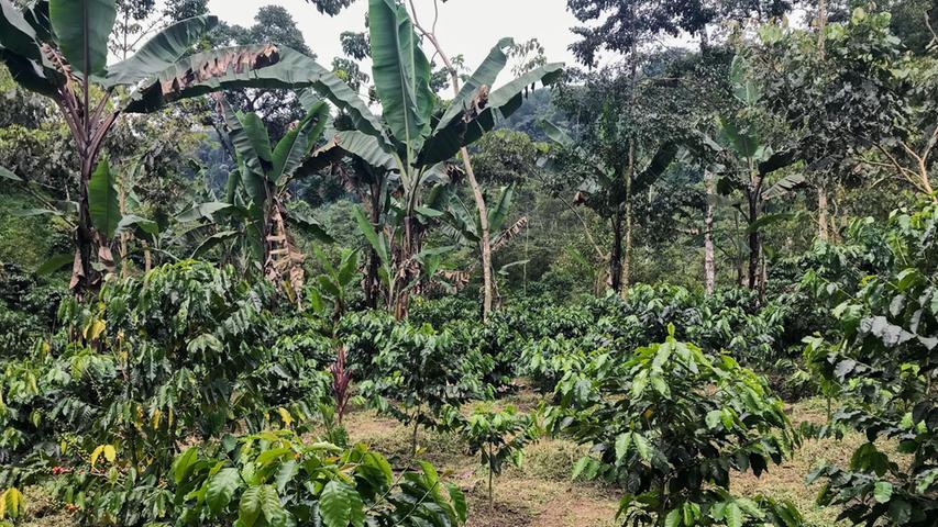 Der Klimawandel wirkt sich auch auf den Kaffeeanbau aus.