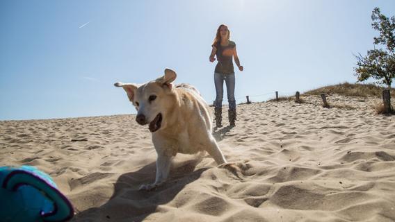 Checkliste: 7 Punkte für einen entspannten Urlaub mit Hund