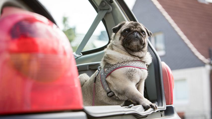 Bei der Reise mit dem Auto muss der Hund gesichert werden.
