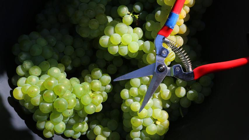 Je länger die Weintrauben der Sonne ausgesetzt sind, desto höher ist ihre Süße bei der Ernte.