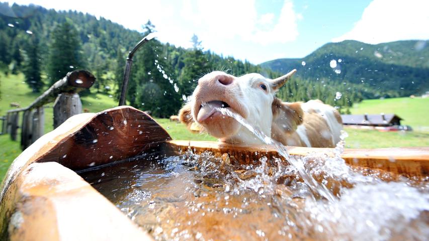 Pro Kilo Rindfleisch benötigt man etwa 15.000 Liter Wasser.