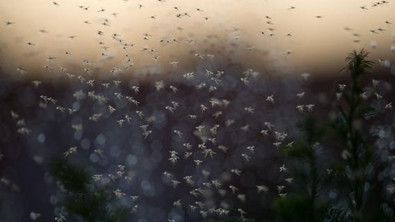 Mückensaison ist noch nicht vorbei: Was wirklich gegen das Jucken hilft