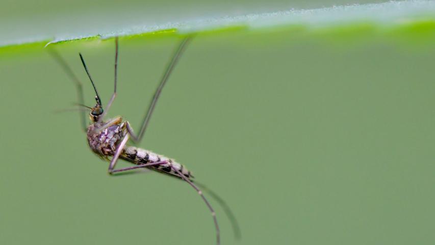 Die Rheinschnake ist eine in Deutschland häufig vorkommende Stechmückenart.