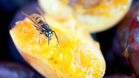 Wie gefährlich sind Bienen- und Wespenstiche?