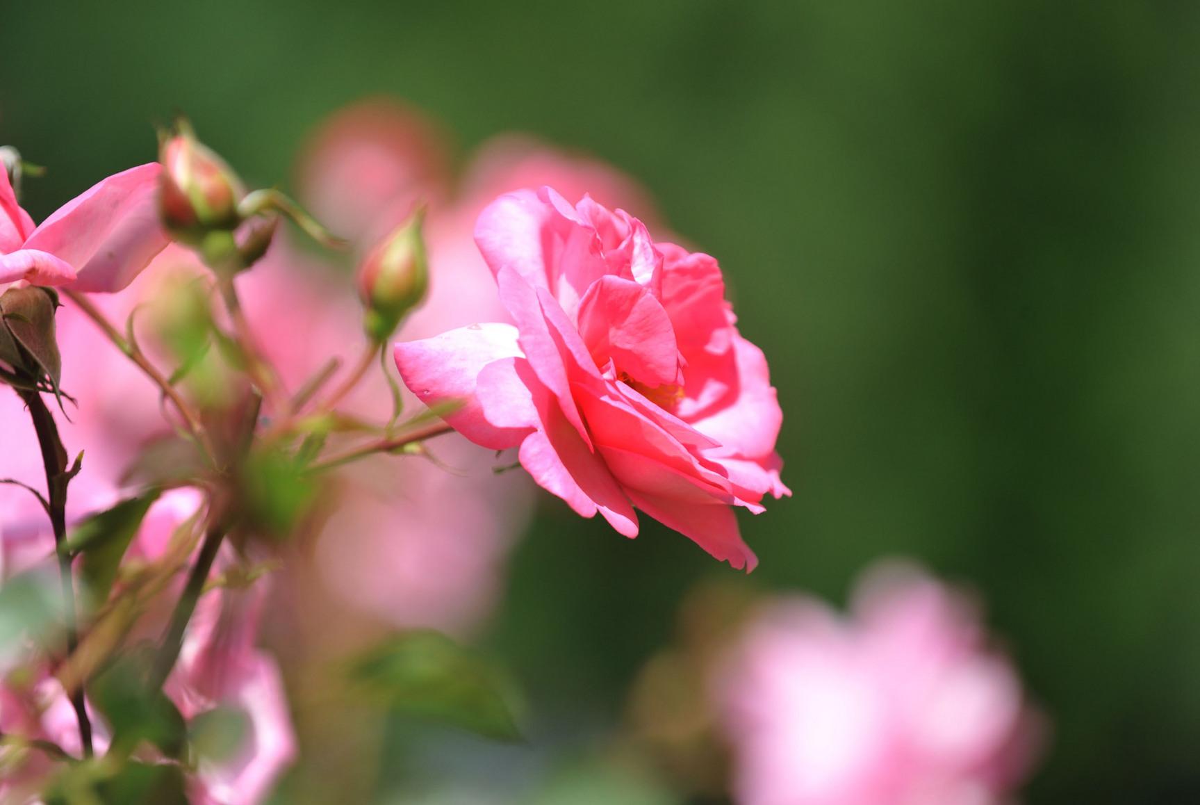 Mit Rosen sieht es zurzeit schlecht aus, denn auch die Blumenläden haben geschlossen. Doch einige Floristen bieten Click&Collect oder Lieferungen an. Notfalls geht auch ein Strauß von der Tanke. Der Partner oder die Partnerin freut sich immer über eine kleine Aufmerksamkeit - egal woher.