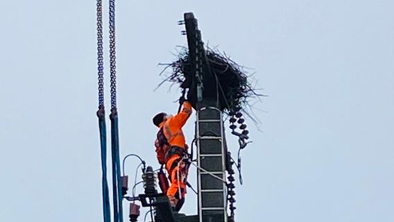 (Fast) unter Hochspannung: Stadtwerke Forchheim siedeln Storchennest auf Strommasten um