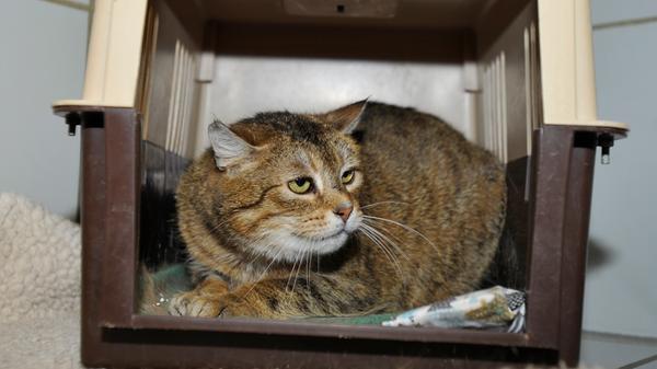 Die getigerte Katze „Rosi“ ist eine typische Katze vom Bauernhof. Sie lief in einem noch ländlich geprägten Teil von Neumarkt bei einer Familie zu und damals war „Rosi“ nicht gerade in gutem Zustand. Dort ließ sie sich füttern, aber erst einmal nicht anfassen. Im Laufe der Zeit konnte man sie beim Füttern auch etwas streicheln. Die meisten Menschen reduzieren scheue Katzen auf das, was sie gerade sehen und gehen davon aus, dass sich diese Katzen immer verstecken werden. Aber nur die Menschen, die schon Katzenerfahrung haben, wissen, wie schnell sich so ein Vierbeiner im richtigen Zuhause öffnen kann und wie beglückend es ist, mit der scheuen Samtpfote jeden einzelnen Schritt zu gehen, um irgendwann ein besonderes Tier-Mensch-Team zu werden. Oft ist das auch leichter, wenn bereits eine zugängliche Mieze im Zuhause wohnt. „Rosi“ sucht also Menschen, die ihr Zeit, Liebe, Freiheit, Geduld und einen verträglichen, ruhigen Artgenossen geben. Auch Katzen wie die etwa drei Jahre alte „Rosi“ haben eine Chance verdient. Meist werden es später Freigänger oder auch mal Hofkatzen. „Rosi“ wäre bestimmt als Hofkatze mit Zugang zum Haus glücklich. Das Tierheim Neumarkt ist trotz der erfolgten Lockerungen noch immer bis auf Weiteres für Besucher, Gassigeher und Katzenstreichler geschlossen. Besuche und Tiervermittlungen können nur nach vorheriger telefonischer Terminvereinbarung stattfinden. Das Büro ist täglich (außer an Sonn- und Feiertagen) von 14.30 bis 17 Uhr unter der Telefonnummer (0 91 81) 2 28 62 erreichbar. In Notfällen und im Falle von Fundtieren ist das Tierheim ebenfalls unter dieser Telefonnummer erreichbar. Hier geht es zur Internet-Seite des Tierheims