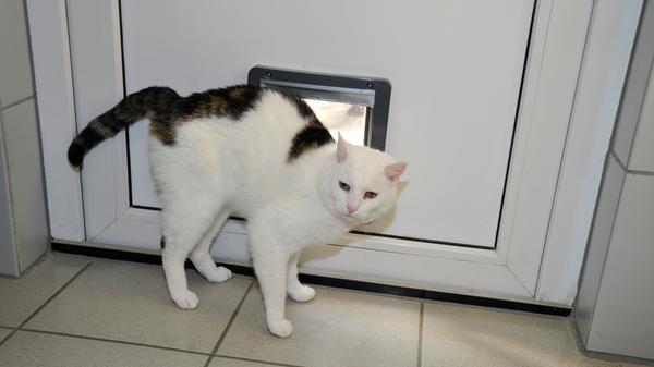 Keine Scheu vor Menschen hat dagegen der weiße Kater „Joschi“ mit den getigerten Flecken. „Joschi“ kam als Fundtier ins Tierheim, aber seine Besitzer haben sich leider nicht gemeldet. Nun sucht der stattliche Kater einen neuen Wirkungskreis als Einzel-Pascha, denn mit anderen Katzen hat er nicht viel im Sinn und er geht ihnen eher aus dem Weg. Menschen dagegen geht er gerne um die Beine. „Joschi“ war Freigänger und er wird diesen Freigang auch gerne wieder genießen wollen. Sein neues Zuhause sollte daher verkehrsberuhigt liegen. Kleinere Kinder sollten nicht im Haushalt sein, denn „Joschi“ sagt schon deutlich, wenn ihm etwas nicht passt – aber so sind sie eben, die Kater mit Charakter. Das Tierheim Neumarkt ist trotz der erfolgten Lockerungen noch immer bis auf Weiteres für Besucher, Gassigeher und Katzenstreichler geschlossen. Besuche und Tiervermittlungen können nur nach vorheriger telefonischer Terminvereinbarung stattfinden. Das Büro ist täglich (außer an Sonn- und Feiertagen) von 14.30 bis 17 Uhr unter der Telefonnummer (0 91 81) 2 28 62 erreichbar. In Notfällen und im Falle von Fundtieren ist das Tierheim ebenfalls unter dieser Telefonnummer erreichbar. Hier geht es zur Internet-Seite des Tierheims