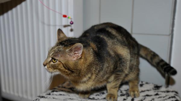 Auch der gestromte Kater „Stummel“ mit den großen schwarzen Flecken ist etwas für erfahrene Katzenhalter mit der notwendigen Ruhe und Geduld, und erst einmal nicht mit dem Anspruch, dass sich die neue Katze gleich knuddeln lässt. Auch „Stummel“ sollte man Zeit geben, sich an die neuen Menschen und an das neue Zuhause zu gewöhnen, welches gerne ländlich liegen darf. Der etwa ein Jahr alte Kater mit dem verkürzten Schwänzchen lief in Neumarkt-Holzheim zu und es kann davon ausgegangen werden, dass er bisher an einer Futterstelle versorgt wurde. Mittlerweile ist der Kater kastriert und er hat sich auch schon gut an Menschen gewöhnt, so dass er sich im Tierheim schon anfassen und etwas streicheln lässt. Wer traut sich zu, diese im Tierheim begonnene Aufgabe fortzusetzen? Das Tierheim Neumarkt ist trotz der erfolgten Lockerungen noch immer bis auf Weiteres für Besucher, Gassigeher und Katzenstreichler geschlossen. Besuche und Tiervermittlungen können nur nach vorheriger telefonischer Terminvereinbarung stattfinden. Das Büro ist täglich (außer an Sonn- und Feiertagen) von 14.30 bis 17 Uhr unter der Telefonnummer (0 91 81) 2 28 62 erreichbar. In Notfällen und im Falle von Fundtieren ist das Tierheim ebenfalls unter dieser Telefonnummer erreichbar. Hier geht es zur Internet-Seite des Tierheims