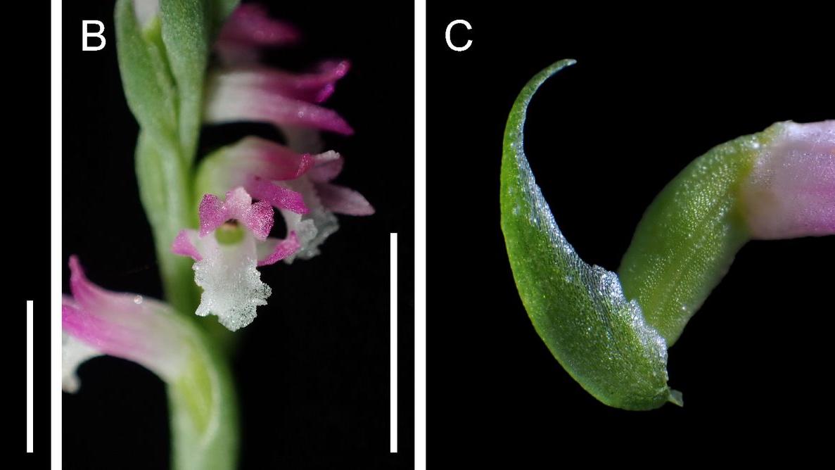 Wissenschaftler zeigen sich begeistert von "Spiranthes hachijoensis": Mit ihren rosafarbenen Blütenblättern gleiche die neue Orchideen-Art künstlerischen "Glasarbeiten".