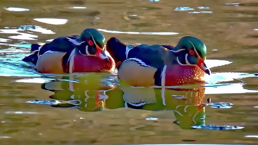 So langsam kommt der Frühling, und die Natur wird wieder farbiger. Besonders schöne "Wasserfarben" leuchten bei Sonnenschein auf dem Dechsendorfer Weiher und setzen ein Entenpaar vorteilhaft in Szene. Mehr Leserfotos finden Sie hier.