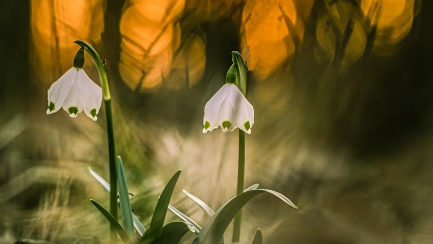 Die weißen Blütenglocken der Märzenbecher stimmen bei Sonnenuntergang auf den Frühling ein. Mehr Leserfotos finden Sie hier.