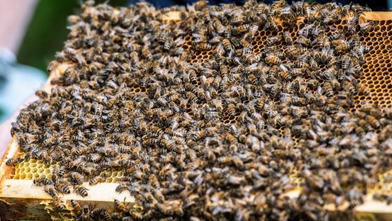 Bienenseuche im Landkreis Regensburg: Landratsamt richtet Sperrzone ein