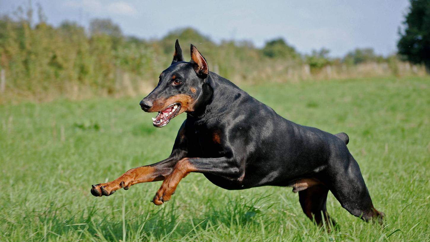 Wie genau die Hunde ausgesehen haben, gibt die Polizei nicht an. (Symbolbild) Wie genau die Hunde ausgesehen haben, gibt die Polizei nicht an. (Symbolbild)
