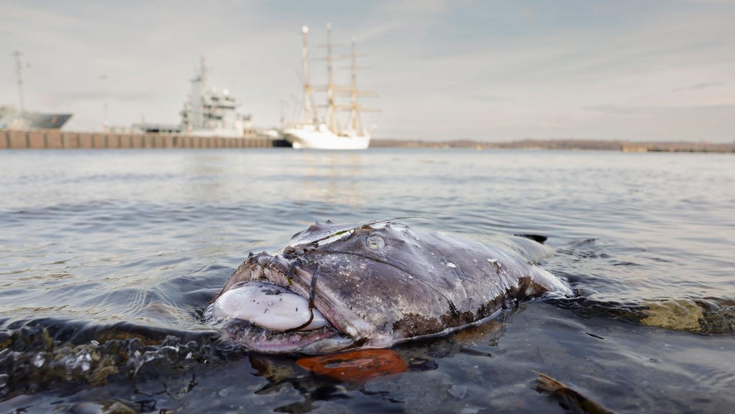Nicht in seinem natürlichen Habitat: Ein toter Seeteufel liegt am Ufer in der Nähe des Segelschulschiffs "Gorch Fock". Nicht in seinem natürlichen Habitat: Ein toter Seeteufel liegt am Ufer in der Nähe des Segelschulschiffs "Gorch Fock".