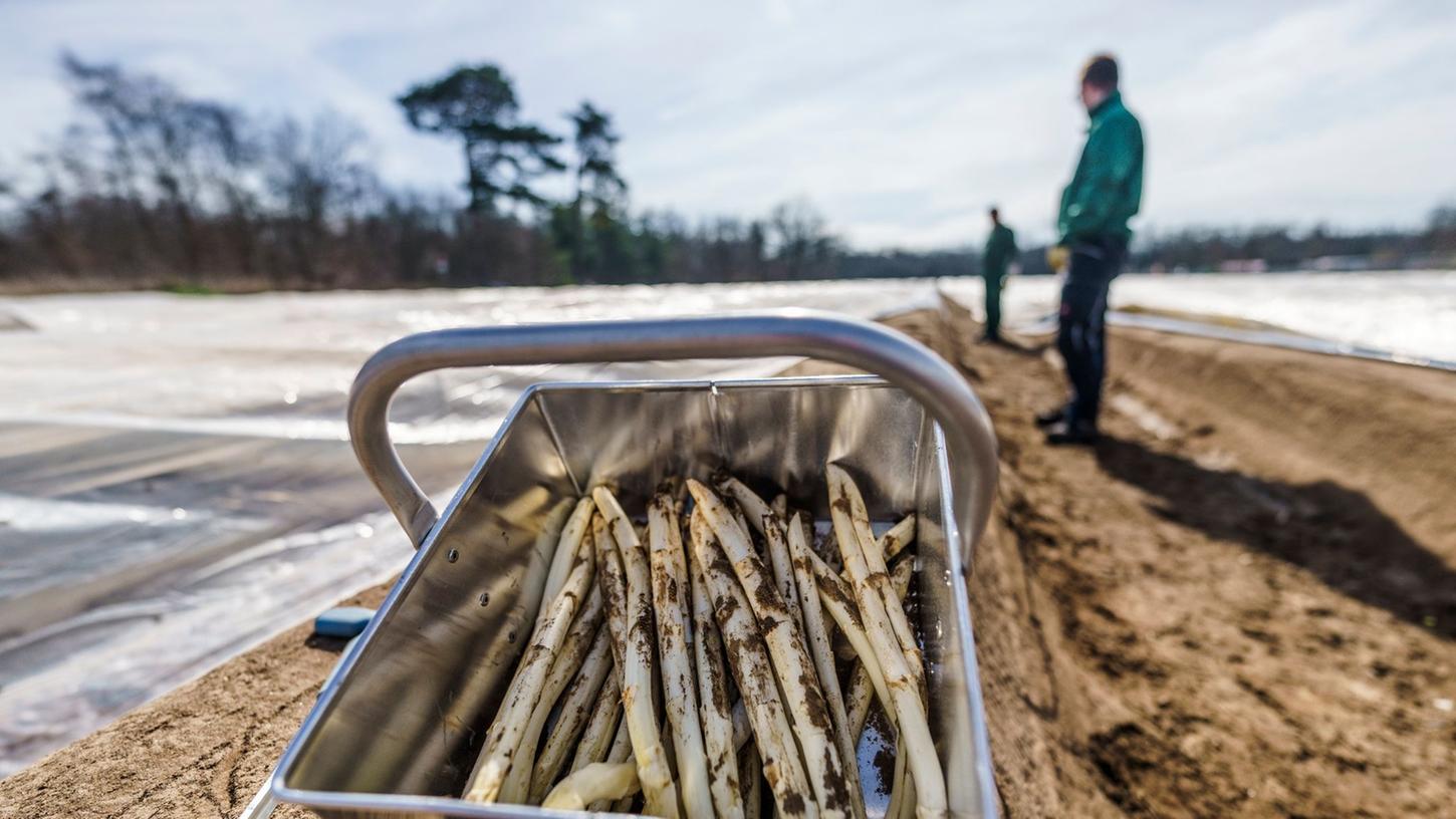 Frisch gestochener Spargel: Vor Ostern gibt's den ersten Spargel aus der Region im Supermarkt. Frisch gestochener Spargel: Vor Ostern gibt's den ersten Spargel aus der Region im Supermarkt.