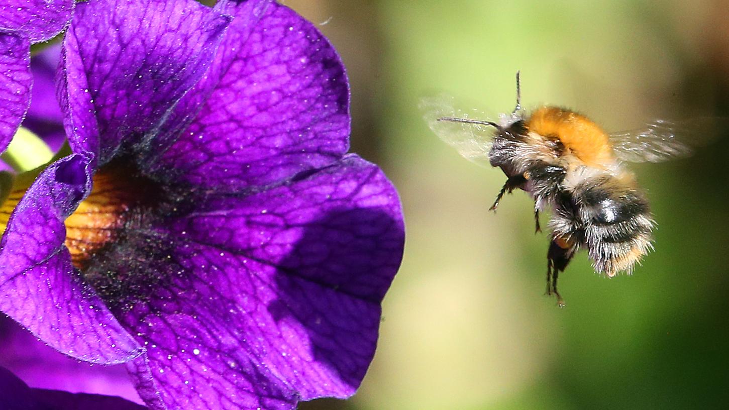 Die bekannteste Hummel in unseren Breiten: die Erdhummel.