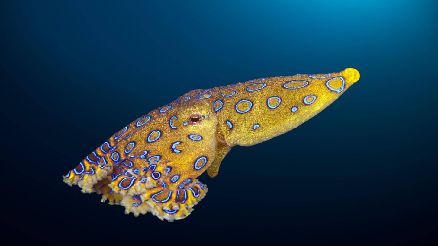Der Blauring-Oktopus kommt unter anderem in Australien, Indonesien und auf den Philippinen vor. Der Blauring-Oktopus kommt unter anderem in Australien, Indonesien und auf den Philippinen vor.