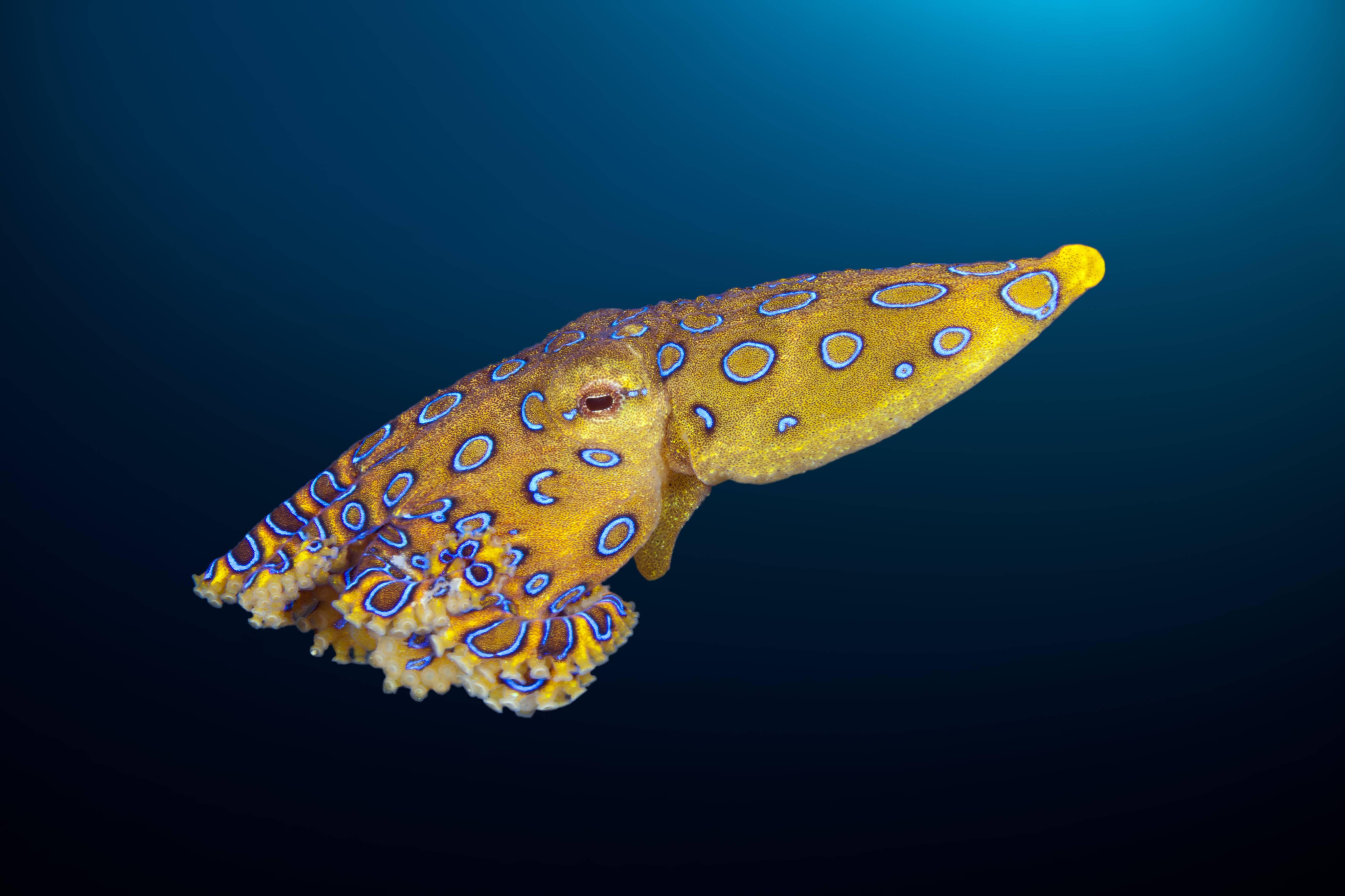 Tödlicher Blauring-Oktopus beißt Frau in Australien