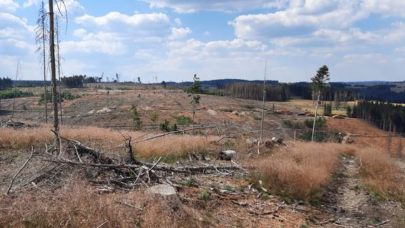 Ein Viertel der Bäume im Frankenwald sind tot: Die bayerischen Wälder verdursten