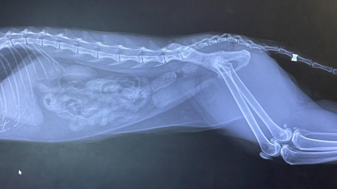 Auf dem Röntgenbild ist zu erkennen, dass die Katze von Dagmar Koch am Schwanz angeschossen wurde.
