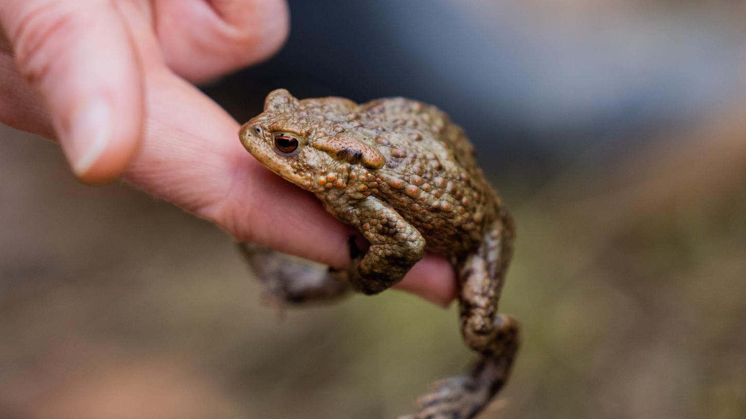 Erdkröten wie diese sind in der Zeit ihrer Wanderung zu den Laichplätzen gefährdet.