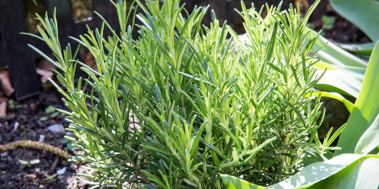 Rosmarin pflanzen, pflegen & schneiden: So geht's