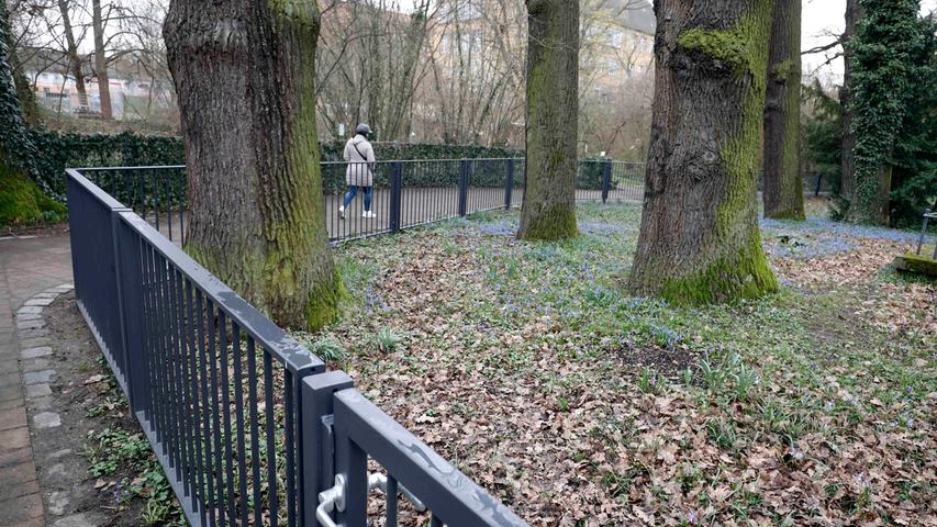 Neue Zäune sollen die alten Eichen schützen. Nach Angaben der Stadt sind die weit über hundert Jahre alten Bäume "nicht mehr verkehrssicher". Aber... 