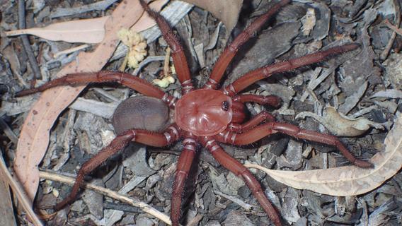 "Größe" und "Würde": Neue Falltür-Spinnen-Art in Australien entdeckt