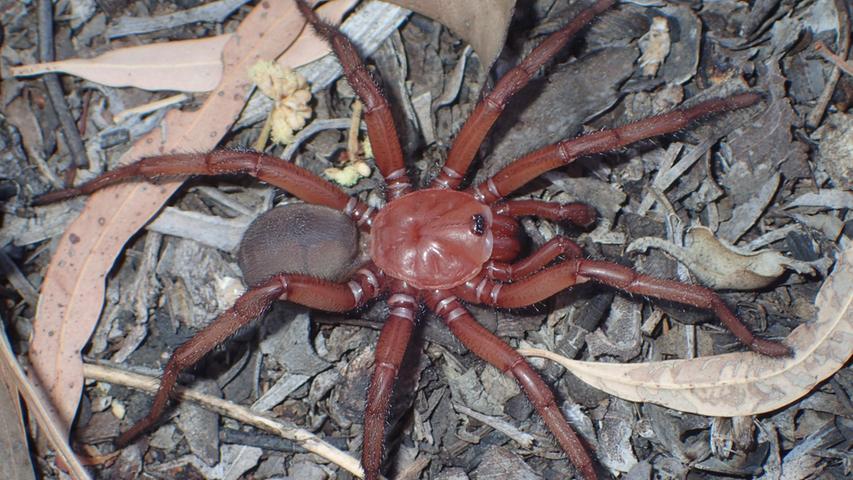 Neue große Spinnen-Art in Australien entdeckt - und bereits wieder bedroht