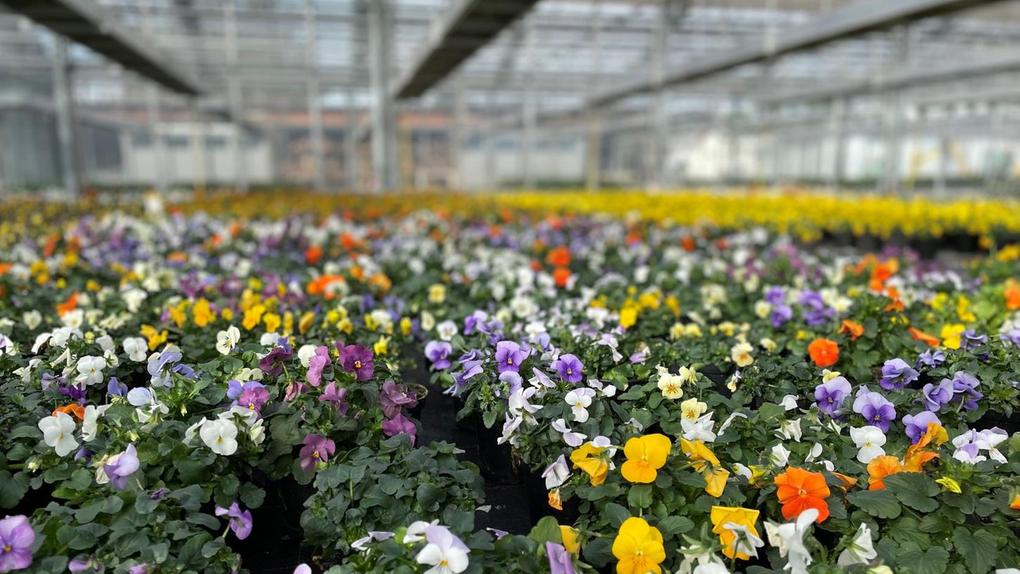 6000 Viola, 2700 Bellis, 500 Myosotis, 3250 Narzissen, 400 Allium, 500 Muscari und 1000 Tulpenzwiebeln lassen in den nächsten Tagen die Stadt erblühen. 6000 Viola, 2700 Bellis, 500 Myosotis, 3250 Narzissen, 400 Allium, 500 Muscari und 1000 Tulpenzwiebeln lassen in den nächsten Tagen die Stadt erblühen.