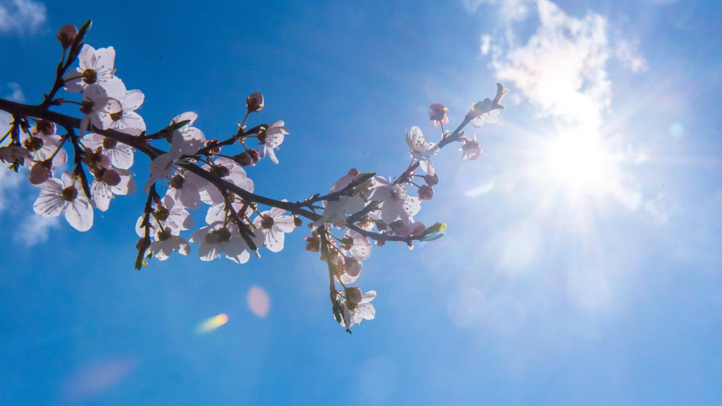 Mit dem Aufblühen der Pflanzen beginnt im Frühling wieder der Pollenflug. Mit dem Aufblühen der Pflanzen beginnt im Frühling wieder der Pollenflug.