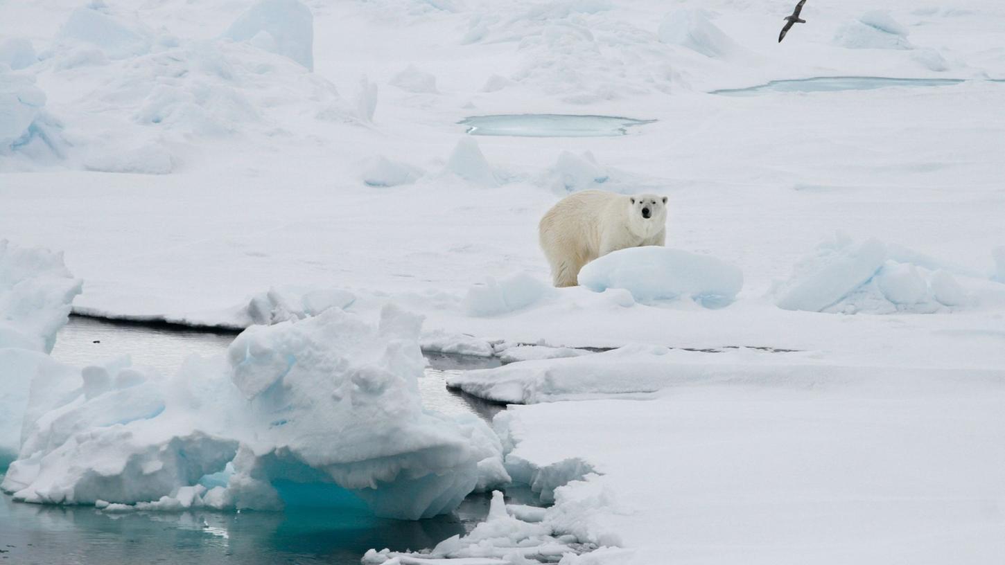 Ein Eisbär auf einer Eisscholle in Spitzbergen. Ein Eisbär auf einer Eisscholle in Spitzbergen.