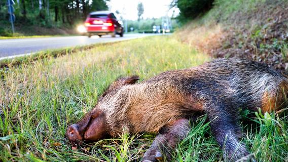 Wildschweinrotte rennt auf A9 und prallt in Autos - alle Tiere tot