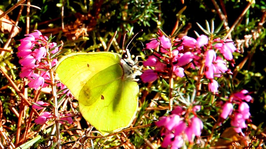 Die ersten Schmetterlinge sind da! Die Frühlingssonne durchleuchtet einen Zitronenfalter, der sich an der Schneeheide labt. Mehr Leserfotos finden Sie hier.
