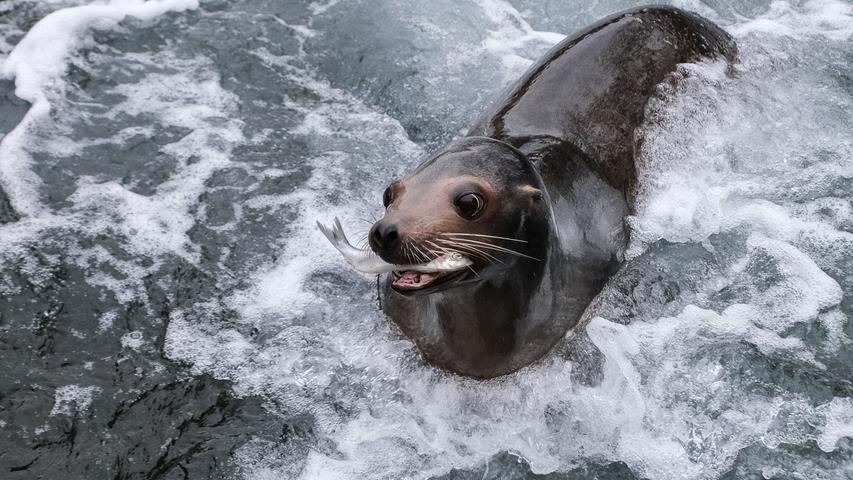 Der Kalifornische Seelöwe im Nürnberger Tiergarten lässt es sich schmecken. Mehr Leserfotos finden Sie hier.