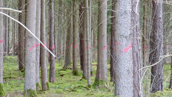 Wälder im Klimawandel: Darum müssen im Landkreis Roth bis zu 3000 Bäume fallen