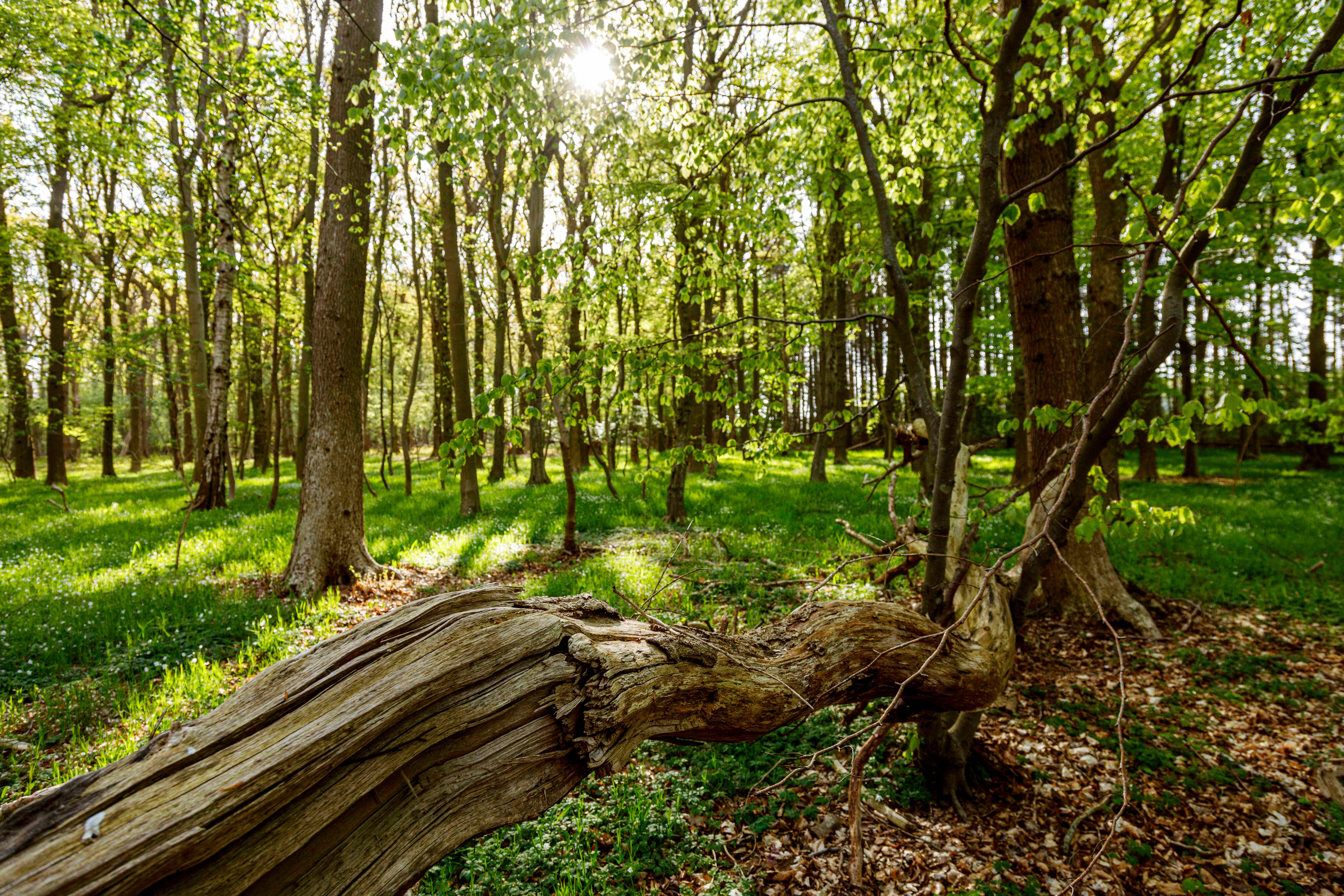 Wie sieht der Wald der Zukunft aus? Veranstaltung in der Gunzenhäuser