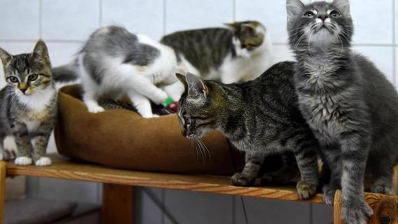 50 Katzen - aber noch kein Stopp-Signal im Fürther Tierschutzhaus