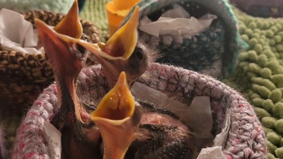 Wildtierexpertin im Erlanger Tierheim erklärt: Aufgefundenen Vögeln bloß kein Wasser geben