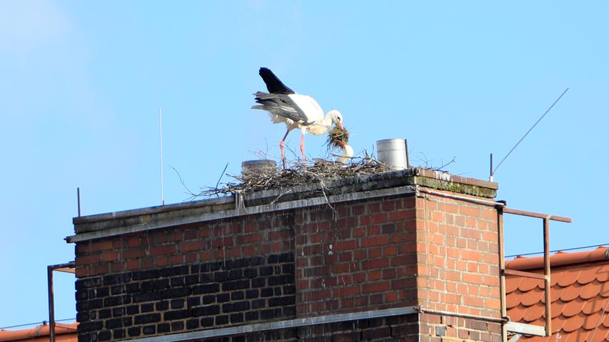 Unten wird gepaukt, oben wird am Nest gebaut.