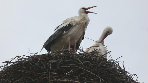 storch5.jpg