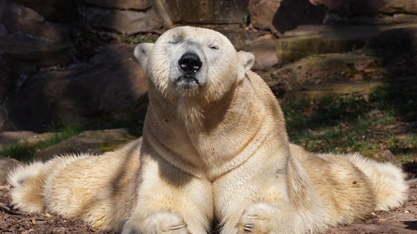 Ein Eisbär im Nürnberger Tiergarten genießt die Morgensonne. Mehr Leserfotos finden Sie hier.