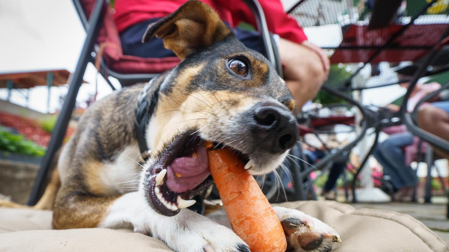 Der Hund stammt vom Wolf ab. Ein reiner Fleischfresser ist er aber nicht. Doch könnte er auch rein vegan ernährt werden?