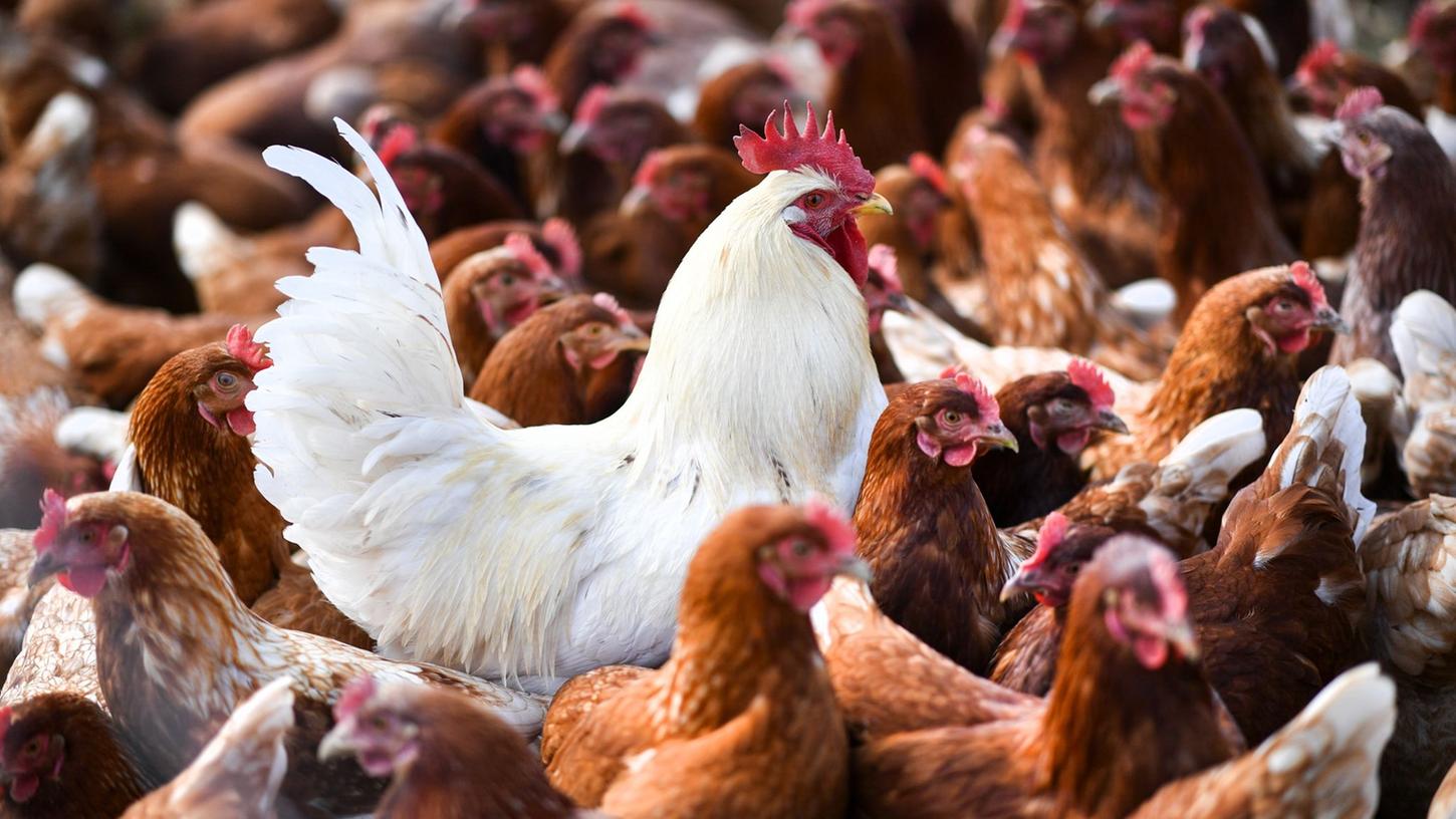 Ein mögliches Überspringen des Vogelgrippe-Virus auf den Menschen bereitet Experten Sorgen. Ein mögliches Überspringen des Vogelgrippe-Virus auf den Menschen bereitet Experten Sorgen.